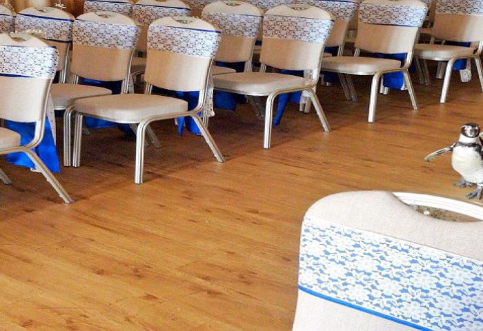 Pinguin Mengawal Pernikahan Pengantin